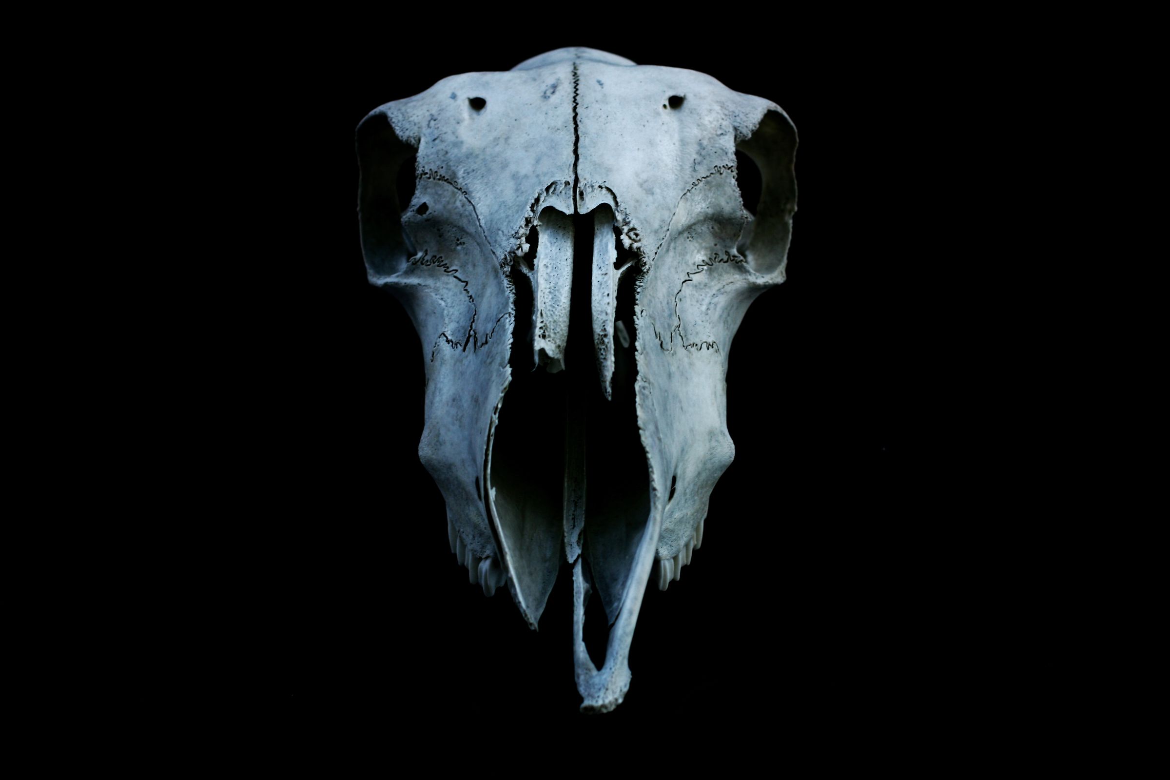 Devoid Art