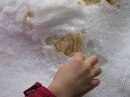 How to Make Jack Wax Maple Candy