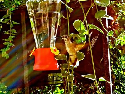 Hummingbird Nectar