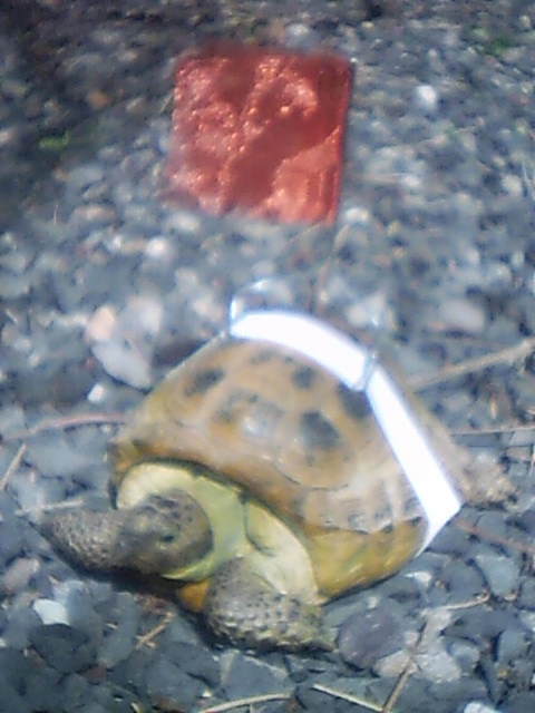 The Critter-Flag - Find Your Small Animals Where They Blend In!