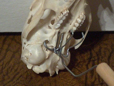 Simple Skull Display