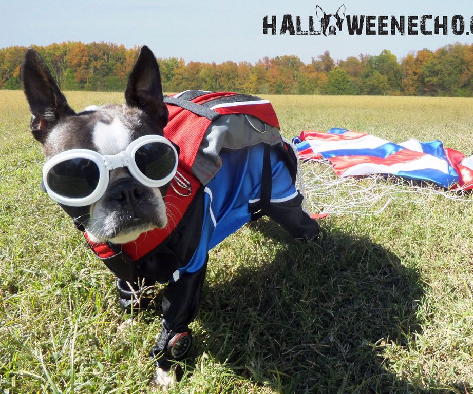 Flying in From Up High, Is Echo the Patriotic Skydiver!