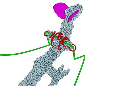 Walking Dragon With Wings: the Wings
