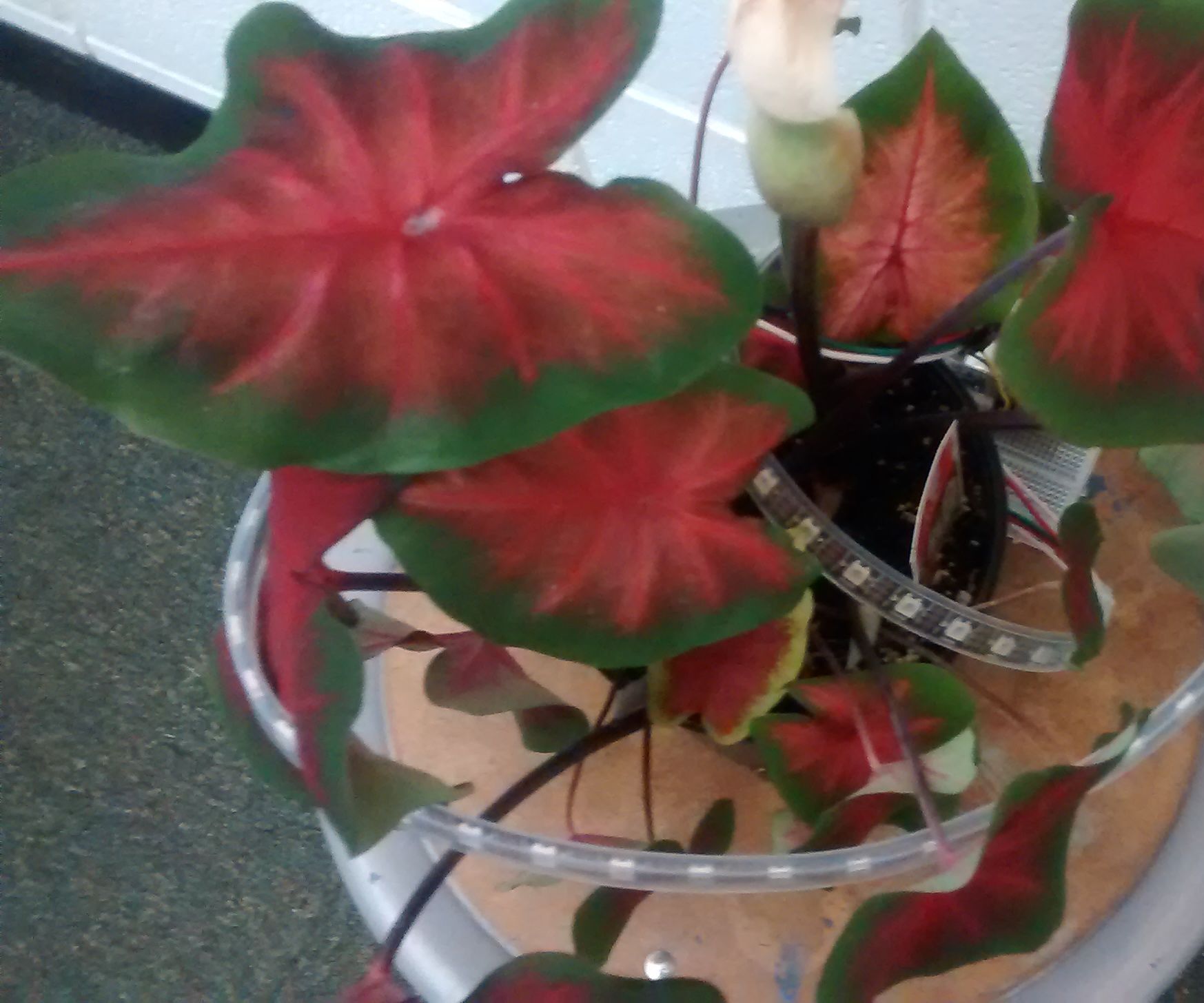 Addressable LED Neopixel Plant