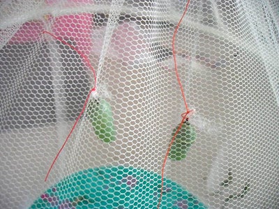 Safe Chrysalis Transfer