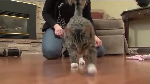 How to Ensure Your Pet Is Getting the Proper Nutrition