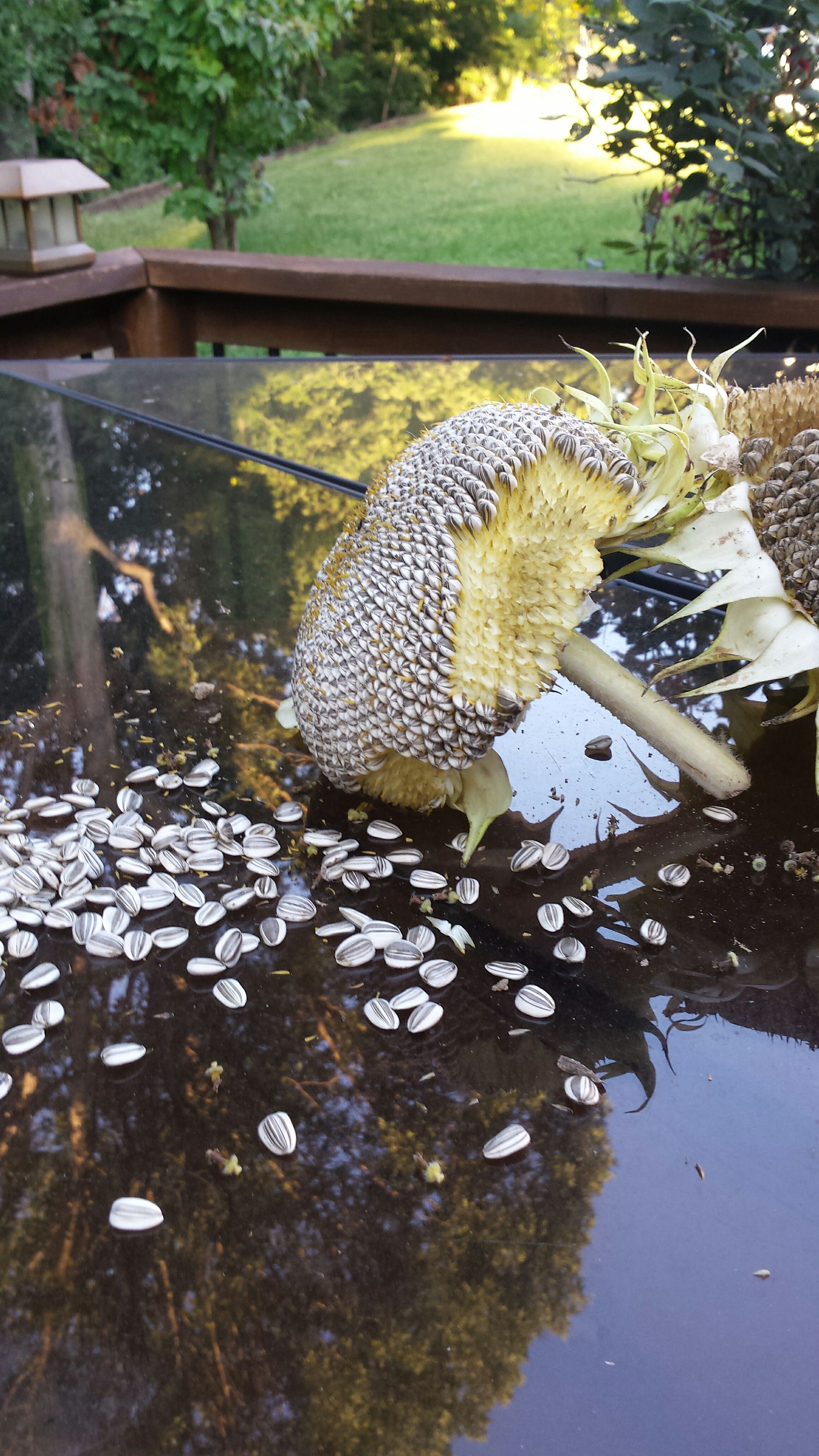 Picking Sunflower Seeds :D