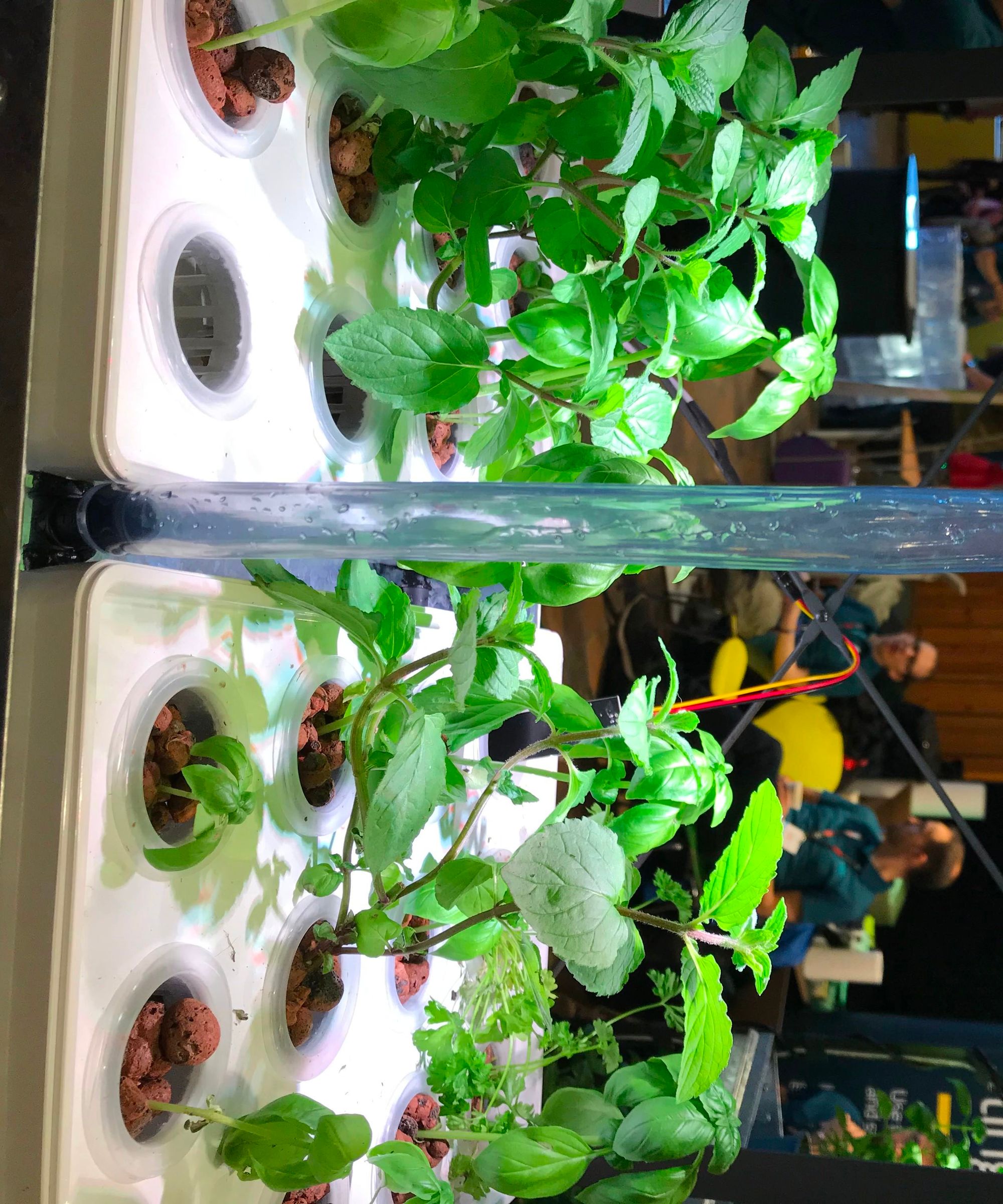 Aquasprouts: Hydroponics Made Easy