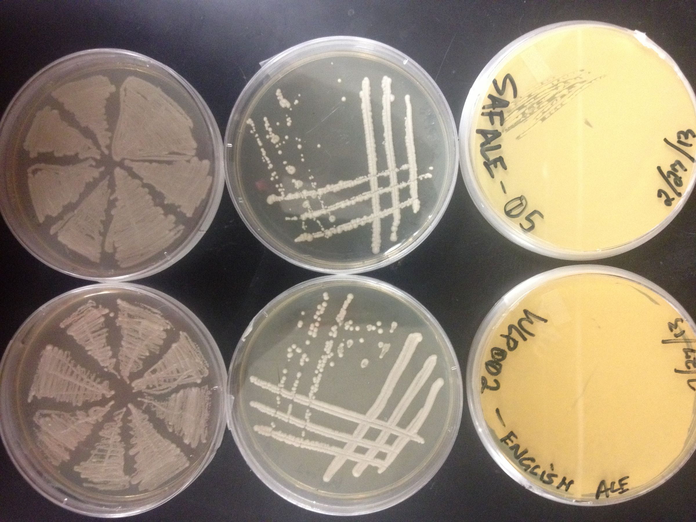 How to Sterilize Autoclavable Materials at Home Using a Pressure Cooker