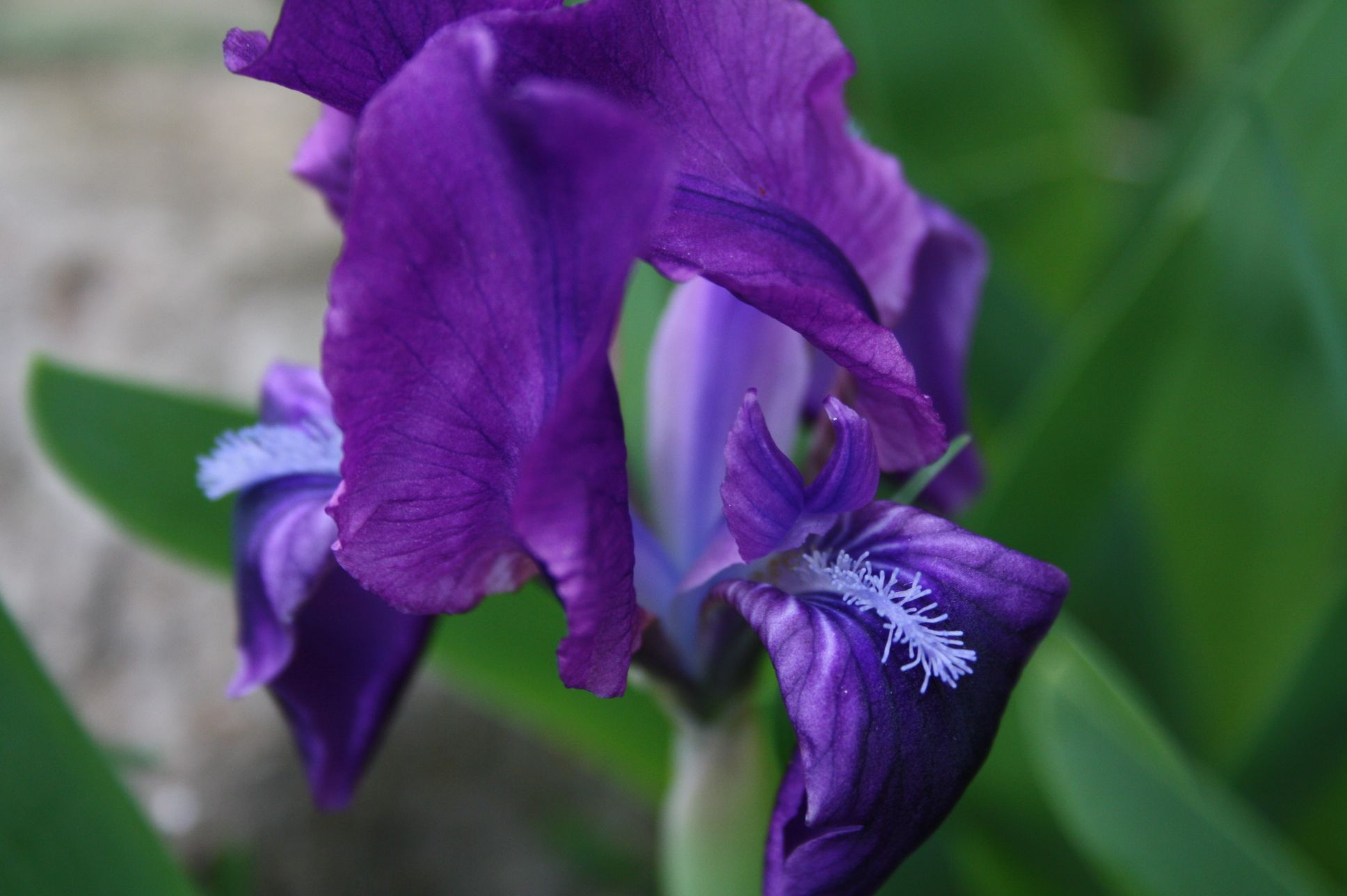 Some Pics of Spring Blooms & Winter Shots (with Pictures) Instructables