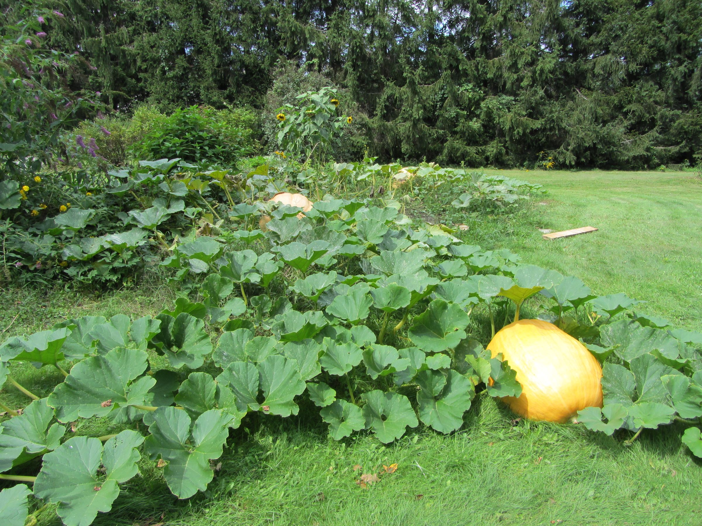 Giant Pumpkins Make Giant Jack O Lanterns : 9 Steps (with Pictures ...