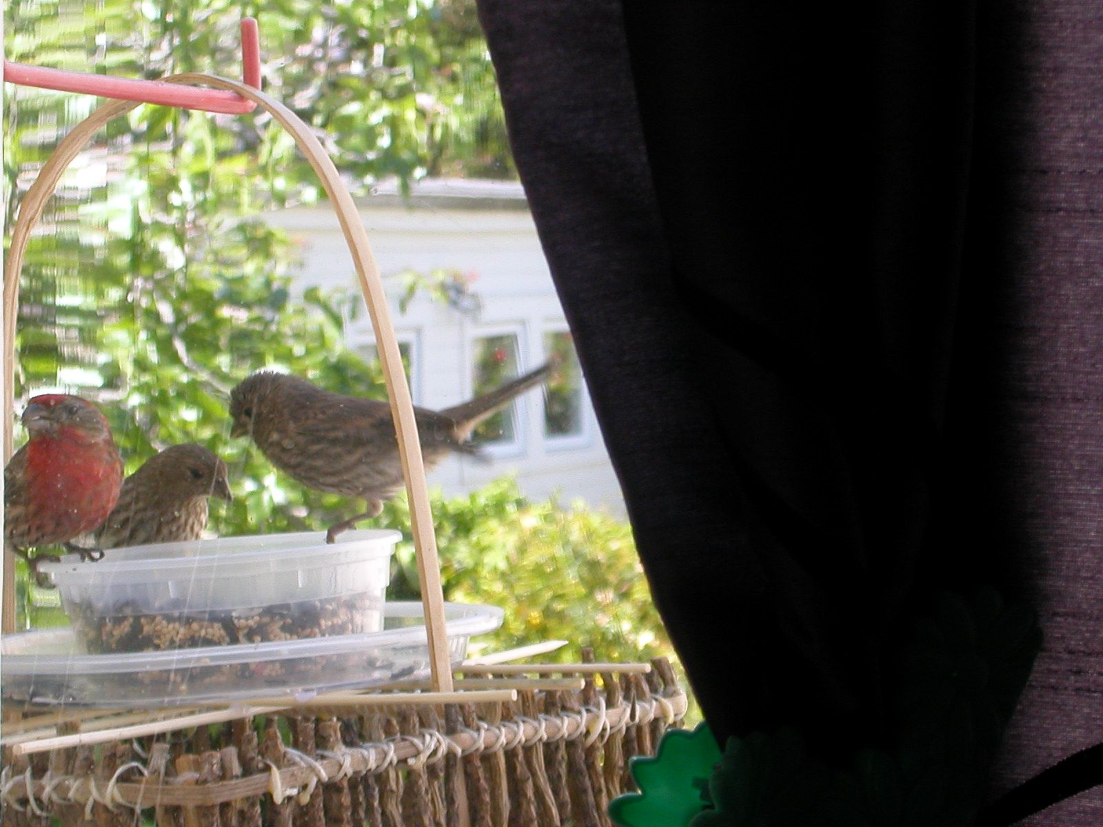 Dual Purpose Bird Feeder Make in 5 Min Instructables