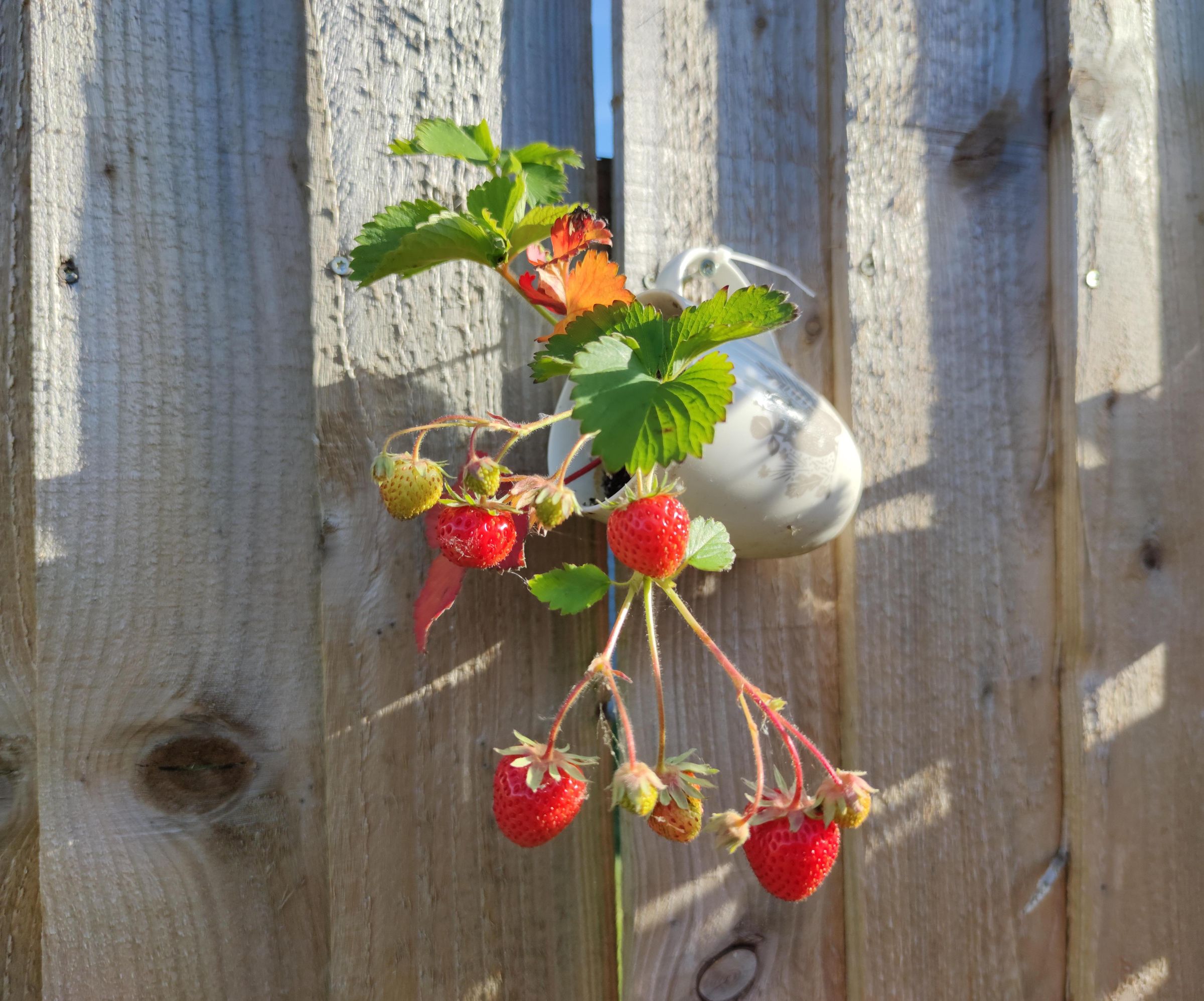 Recycled Mug Plant Hangers