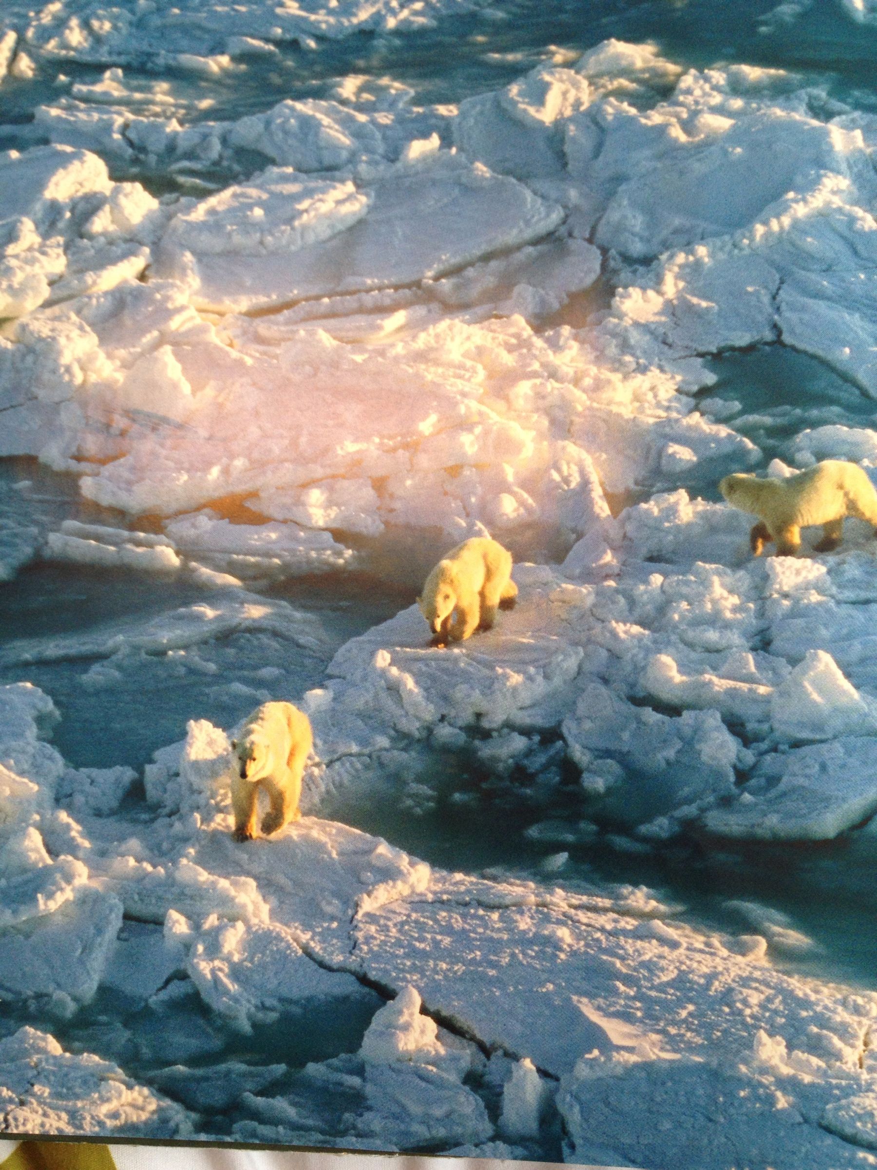 How To Prevent Global Warming