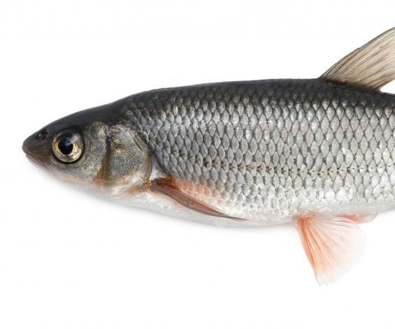 Fishing Travel Life Hacks