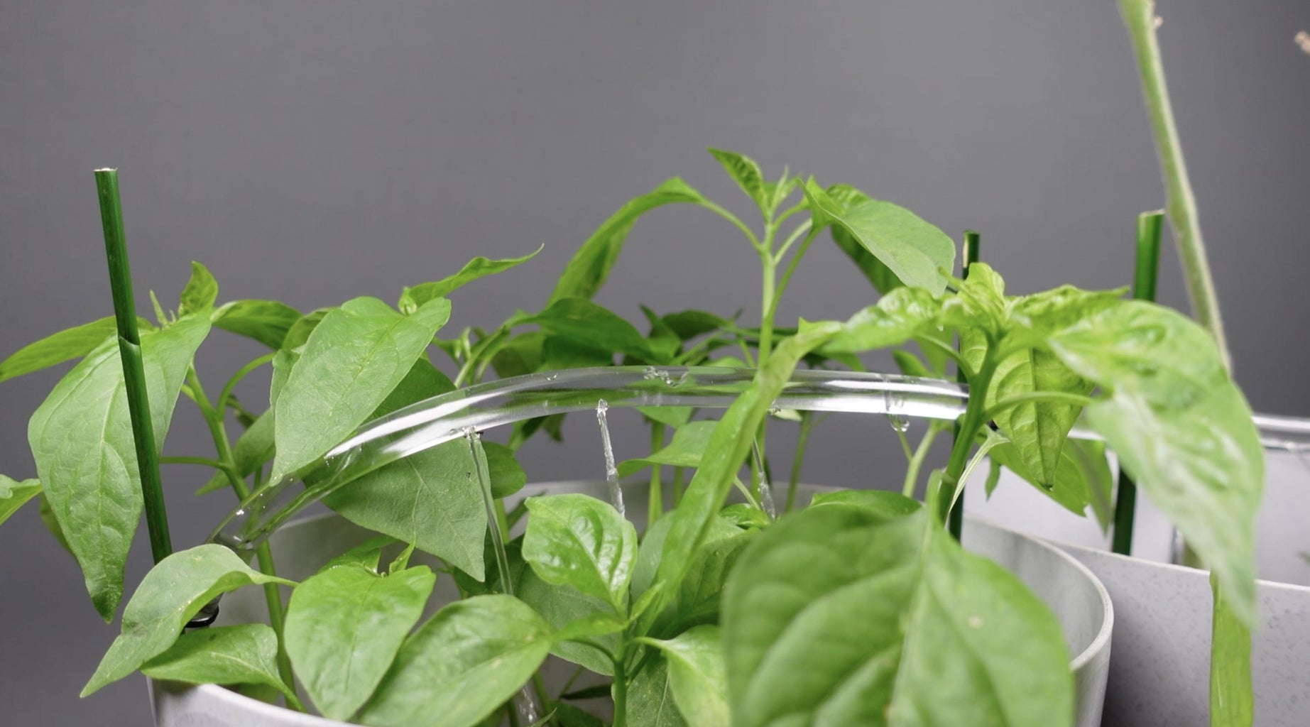 DIY Automatic Plant Watering System 9 Steps with Pictures Circuit Diagram