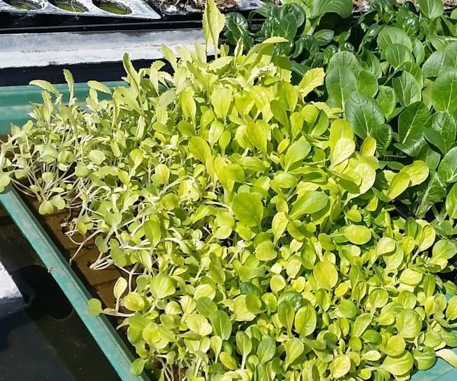 Hydroponic Seedling Preperation and Planting Tutorial