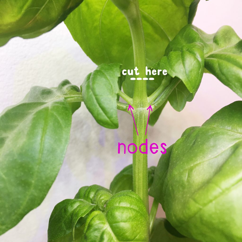 How to Trim Basil for Growth Aerogarden?