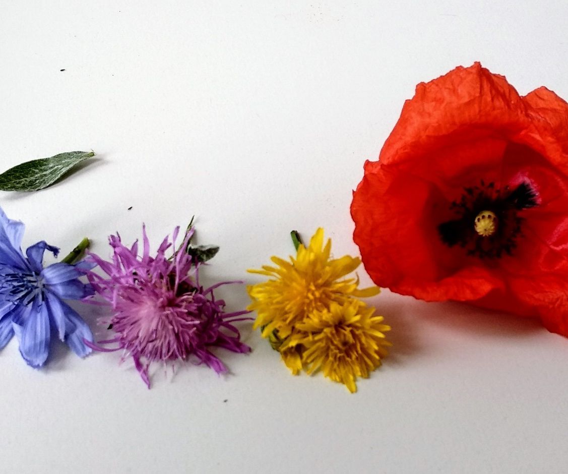 Light and Color Measurements With the Pimoroni Enviro:bit for the Micro:bit