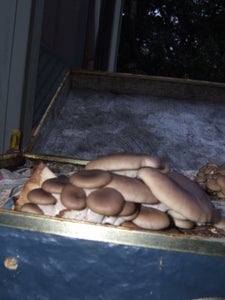 Gourmet Mushrooms in an Old Coffee Cup