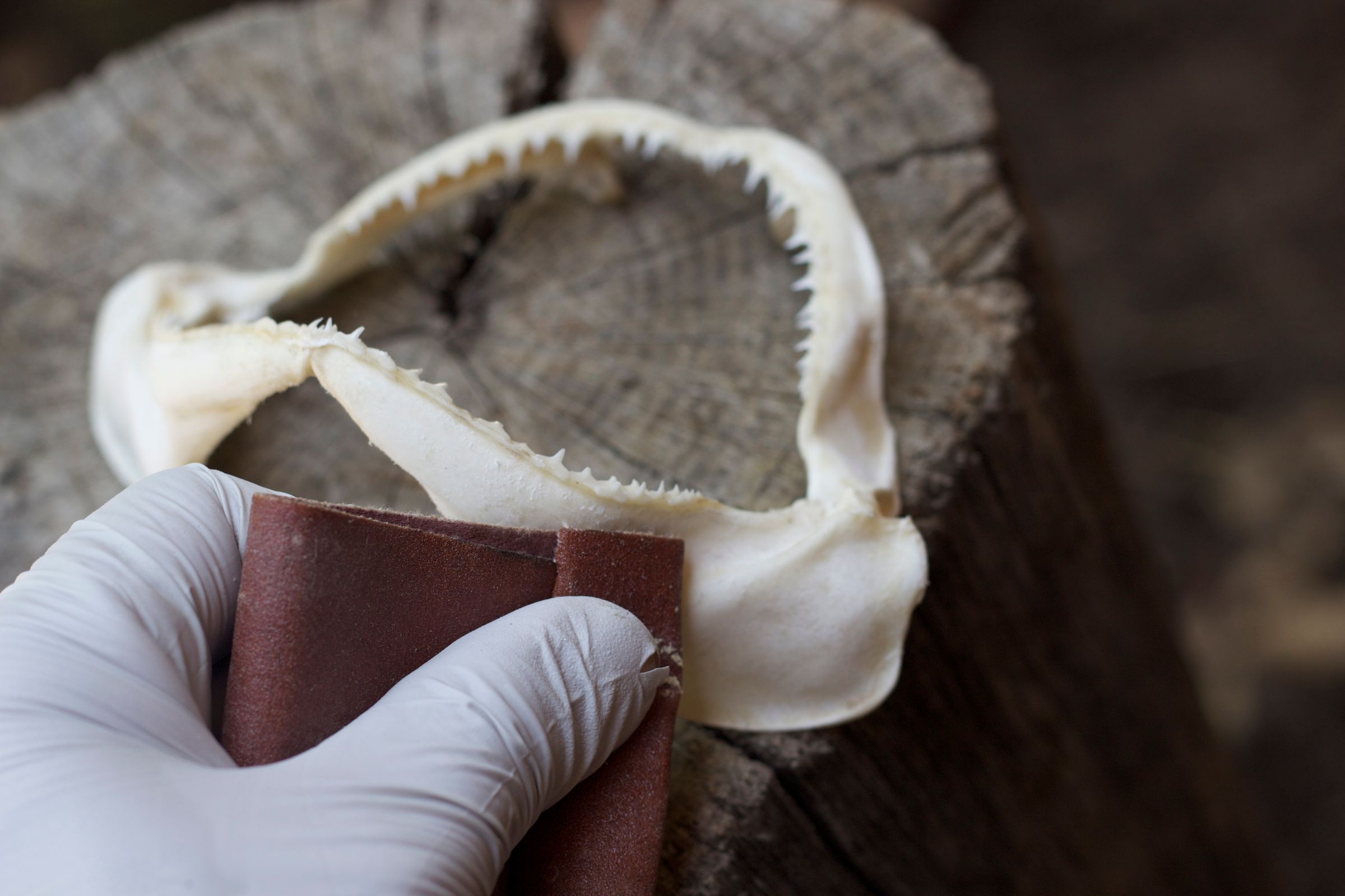 Preserving Shark Jaws and Skin From Start to Finish : 9 Steps (with