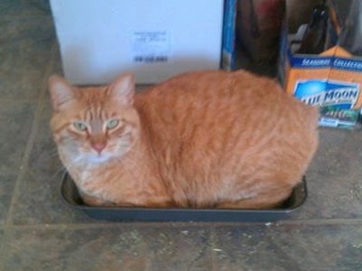 Your Cat Will Not Like This Project