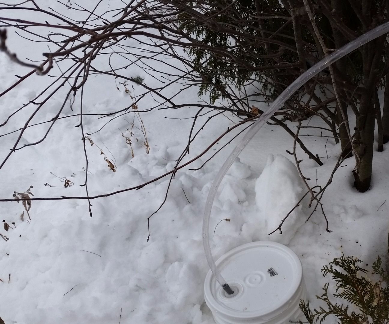 Tapping a Tree for Sap / Syrup Without Proper Spiles (taps)