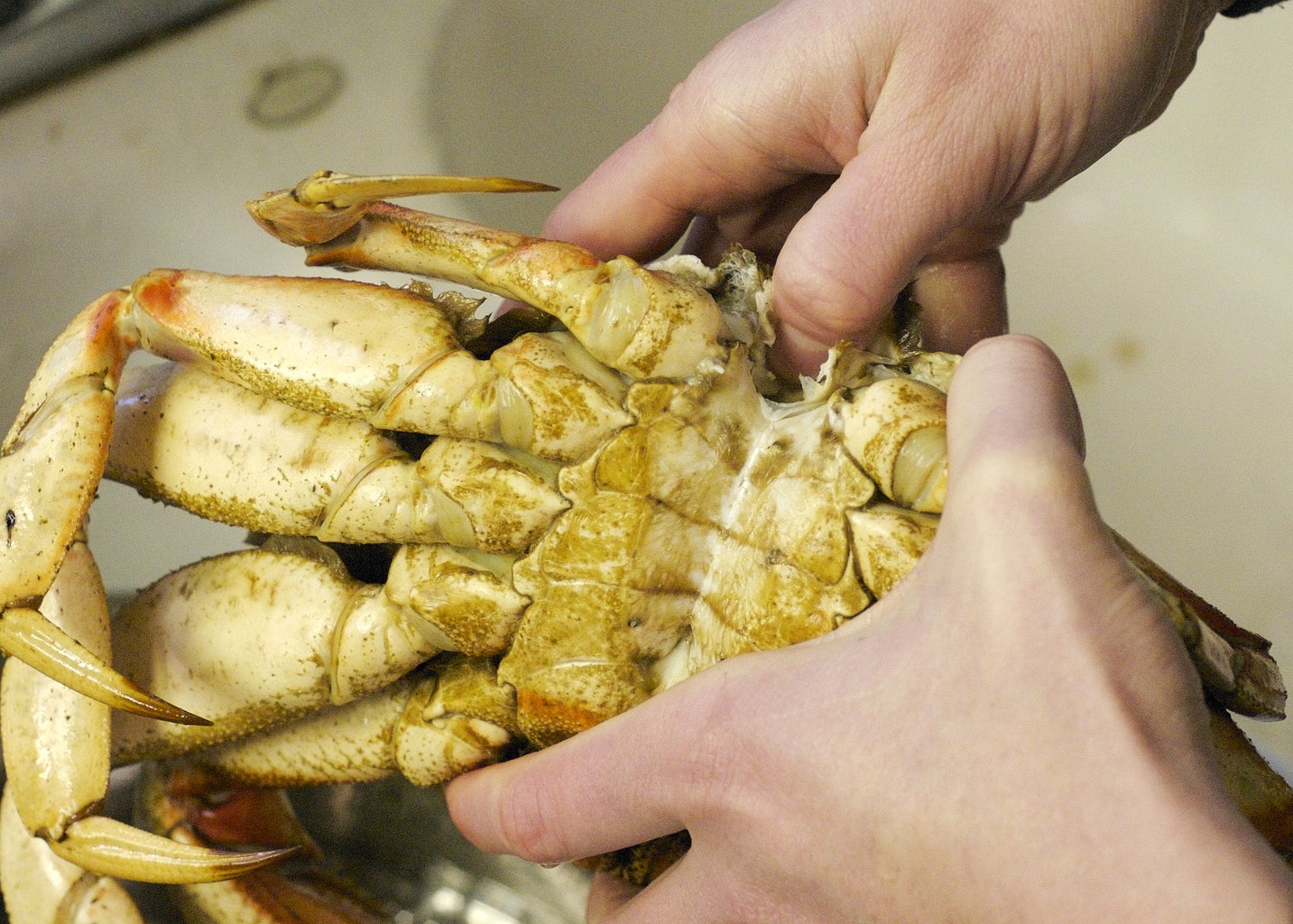 how do you eat dungeness crab