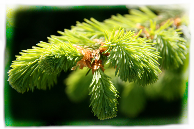 Cough Syrup and Other Uses for Spruce Tips