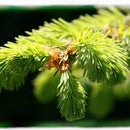 Cough syrup and other uses for spruce tips