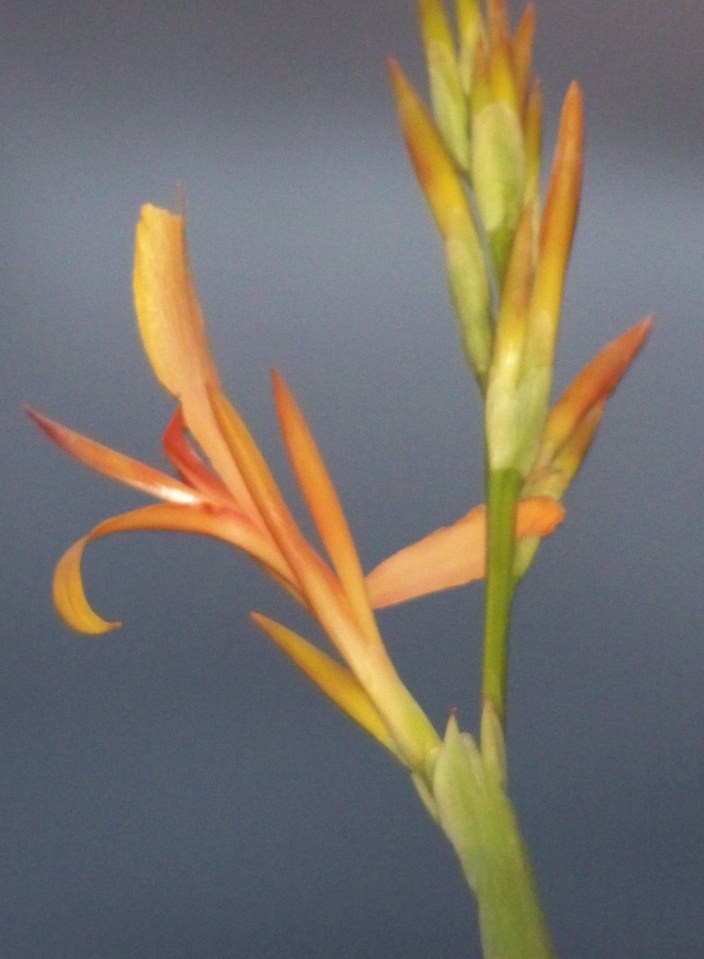 Canna Facts and Canna Plants