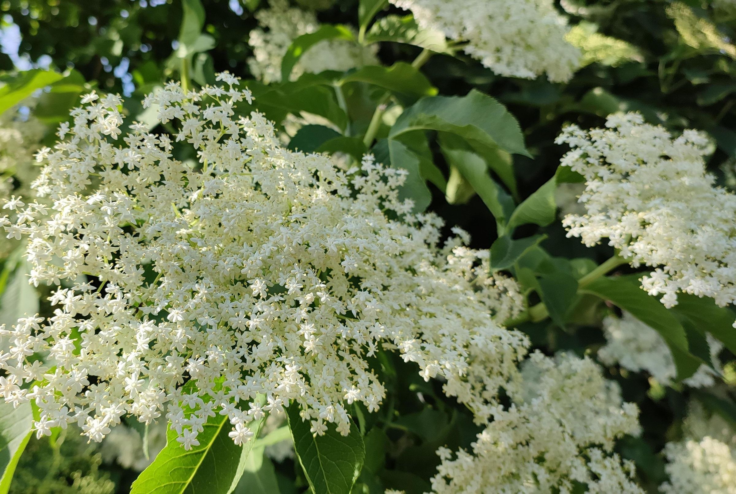 Homemade Elderflower Syrup