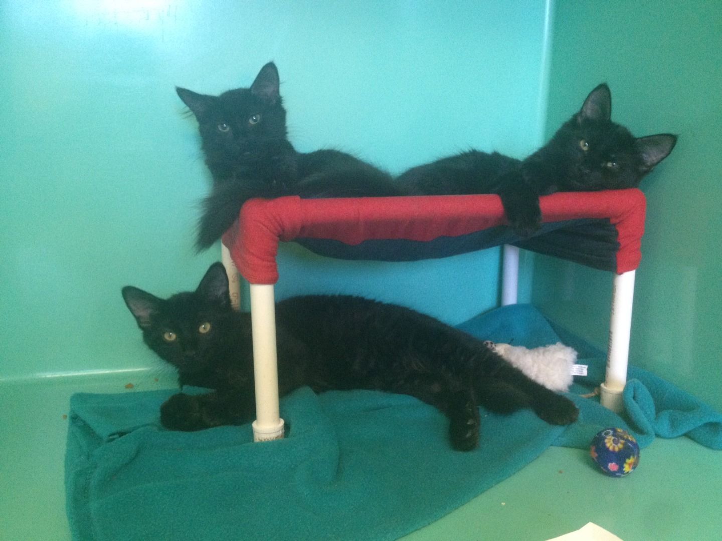 Small Cat Hammocks Home or Shelter Use 12 Steps (with Pictures