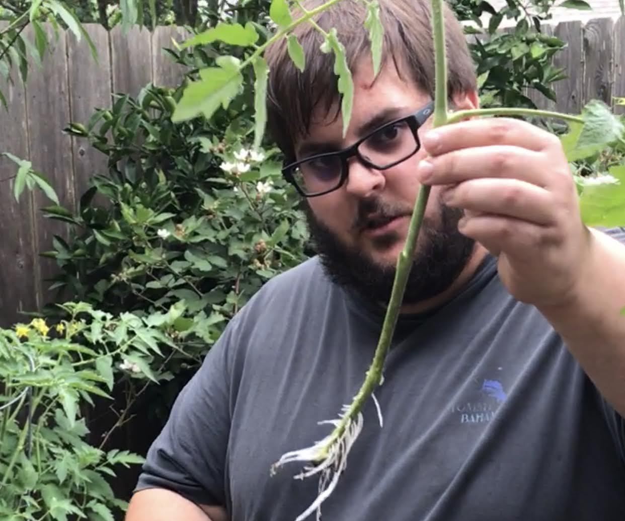 Get More Tomatoes for Free by Cloning