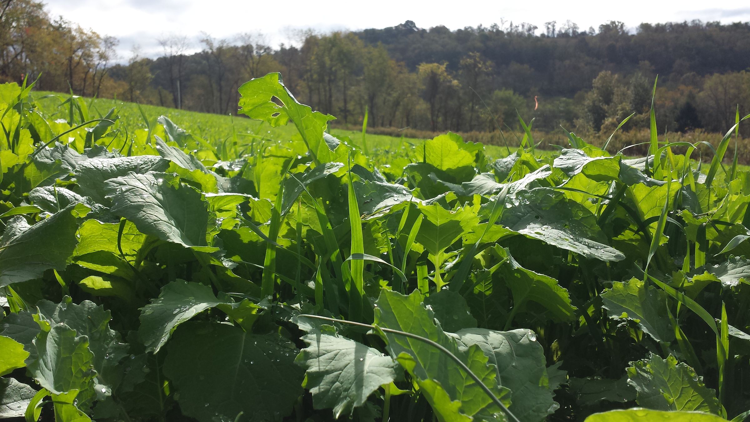 HOW to Succeed With Deer Food Plots: Reality, Advice, Design, Planting, and Maintenance