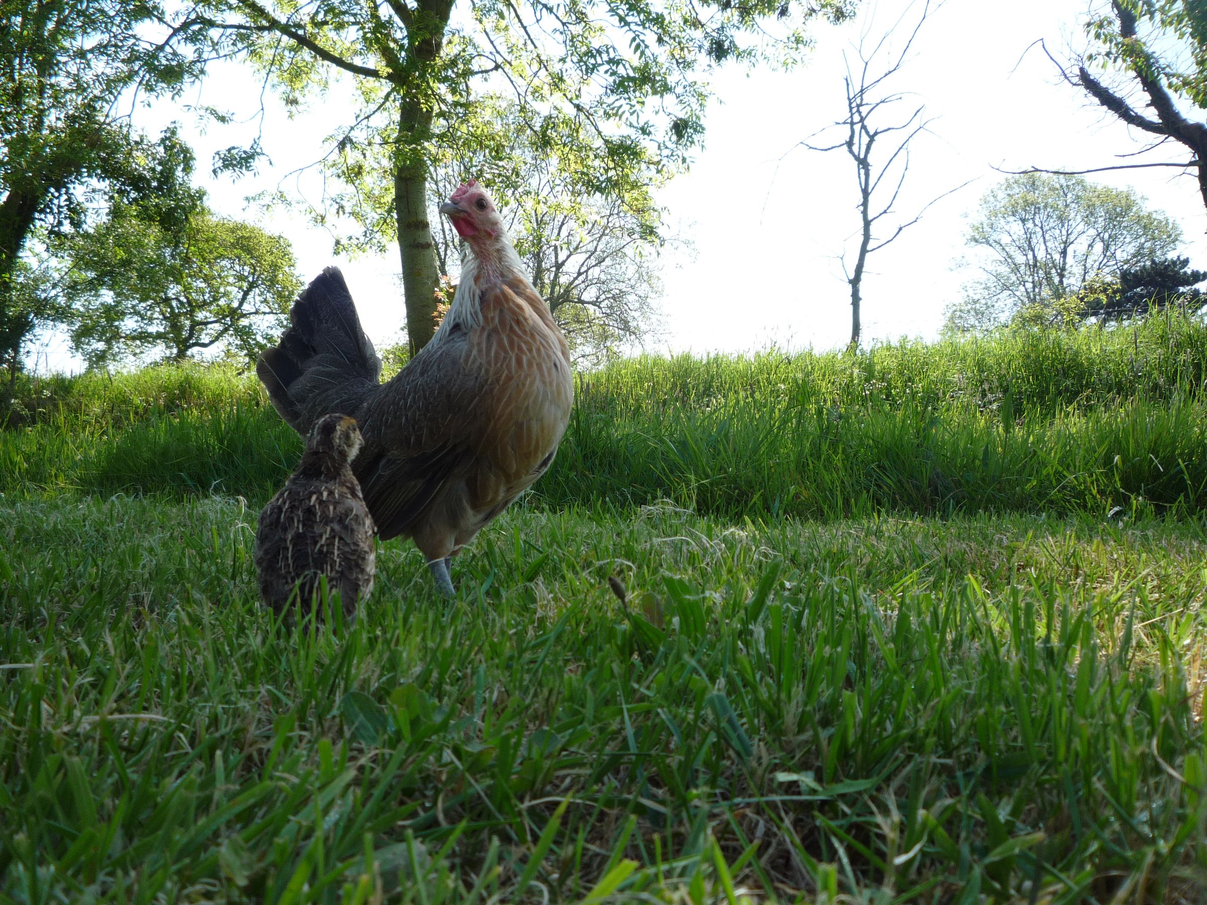 How to Free-range Organic Baby Quail and Employ Them in Weeding and Eating Pests in the Greenhouse. Cailles Bio Et Permaculture.