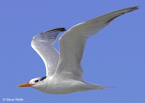 How to Photograph Birds in Flight