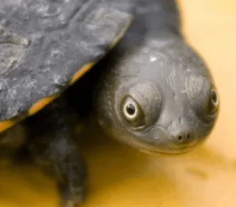 da_turtle