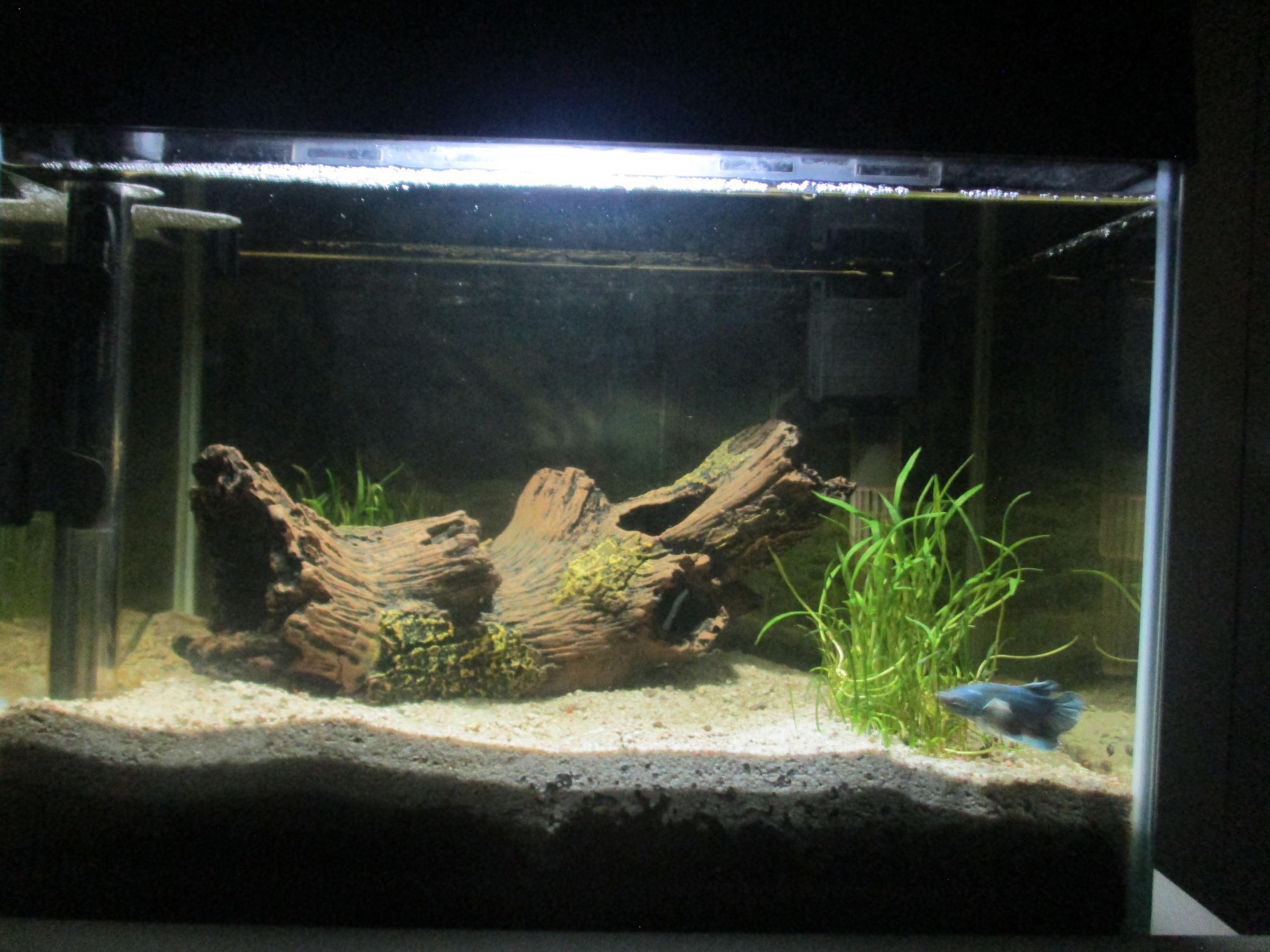 Setting Up a Freshwater Fish Tank : 10 Steps - Instructables
