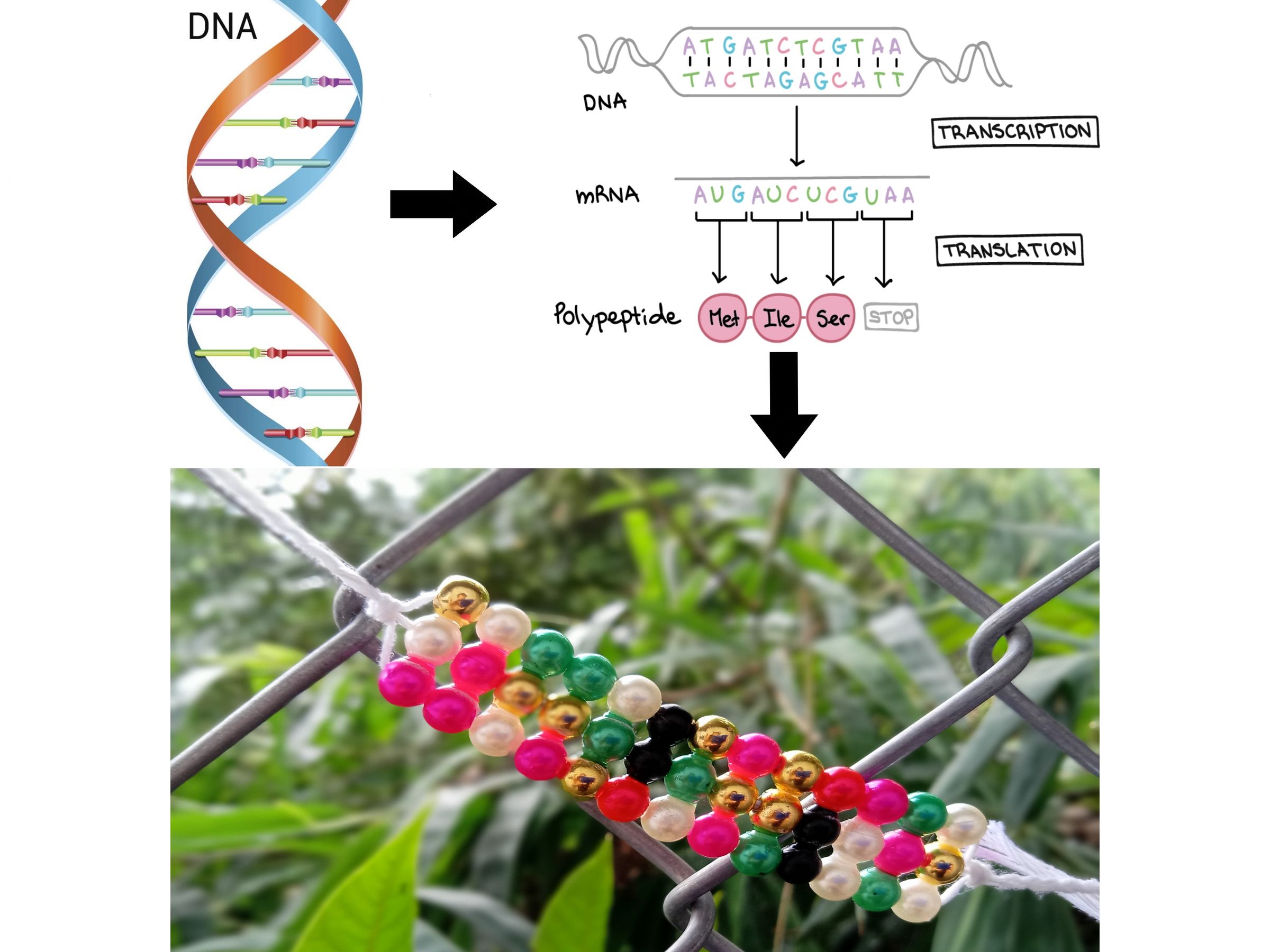 Dna Codons Project Secret DNA Codon Bracelet : 15 Steps - Instructables