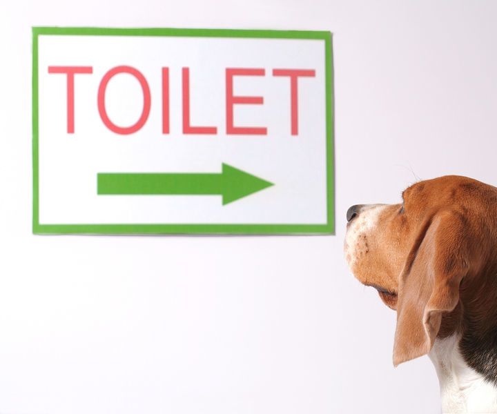 Cómo Enseñar Tú Perrro Ir Al Baño
