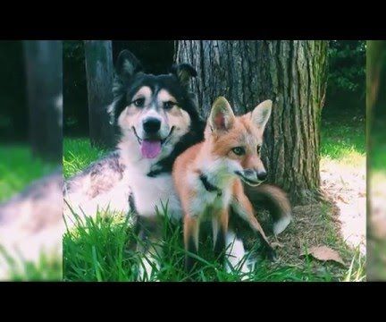 Pet Fox Becomes Best Friends With a Dog