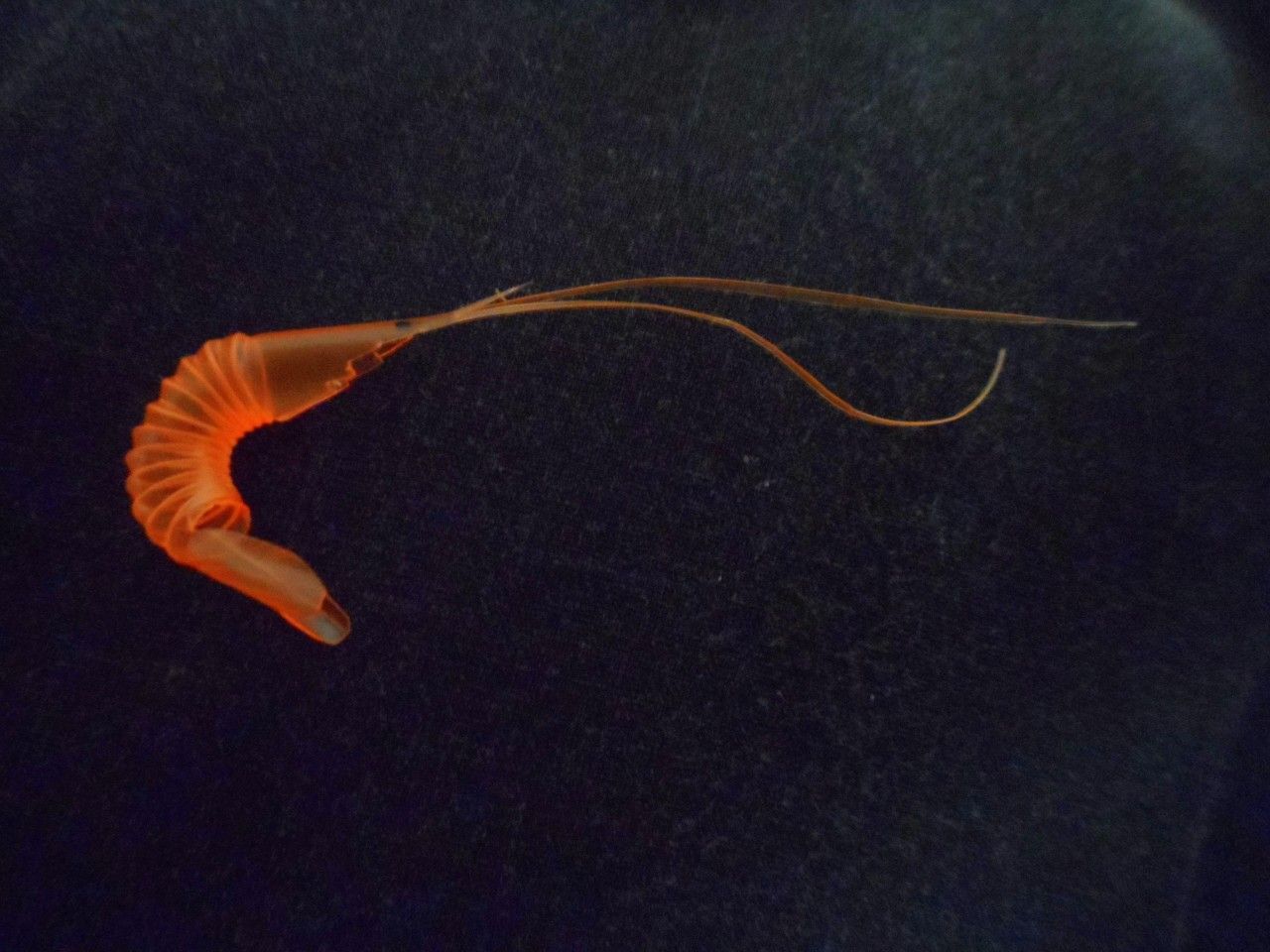 Straw shrimp