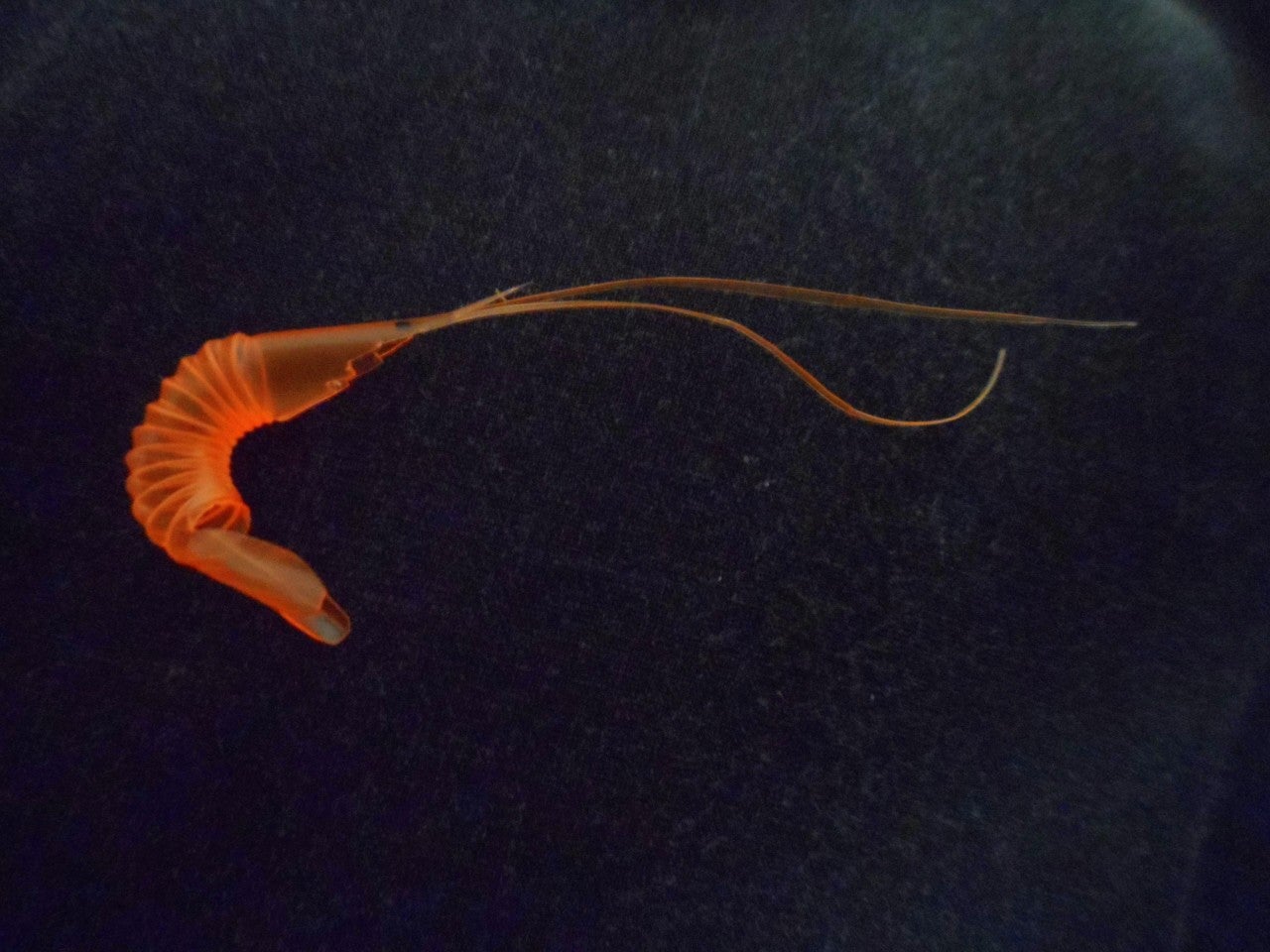 Straw Shrimp 5 Steps (with Pictures) Instructables