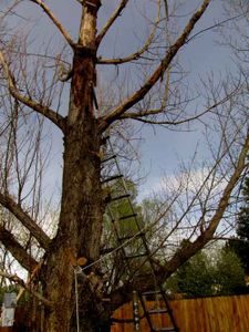 Cutting Down a Tree in Pieces : 21 Steps - Instructables