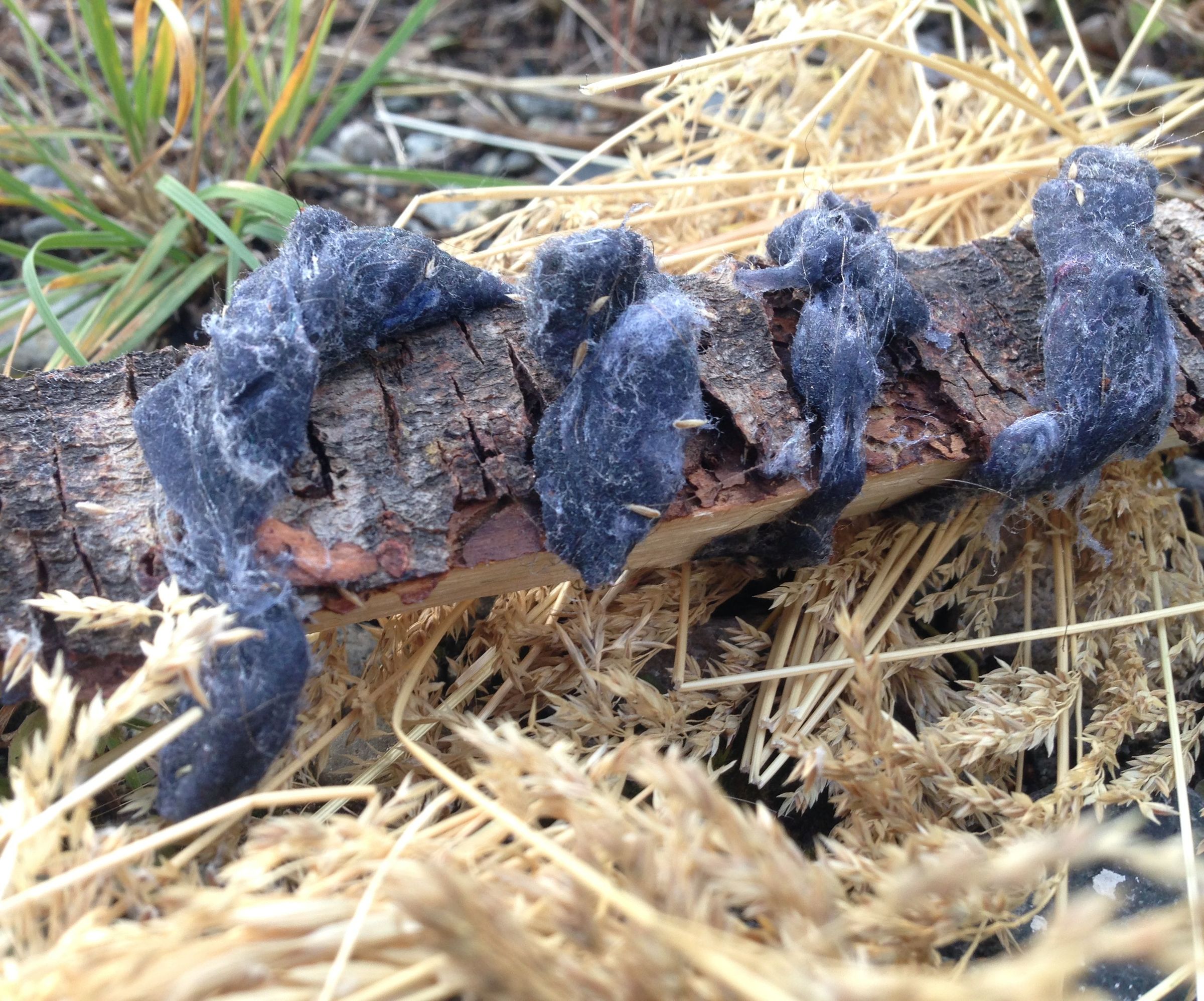 Dryer lint fire starter