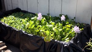 Build a Storage Closet Pond