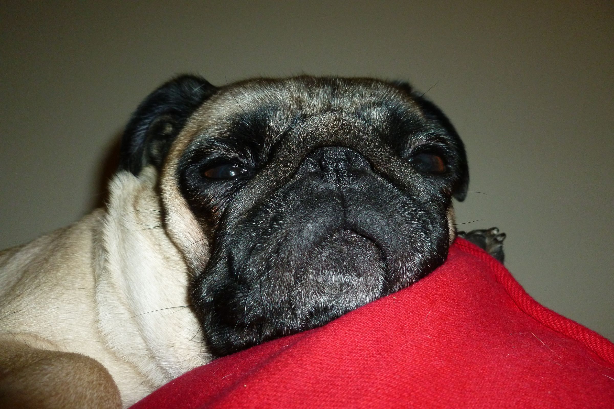 Create your own gaming mascot.