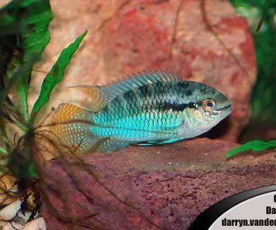 Laetacara Curviceps Dwarf Flag Cichlid