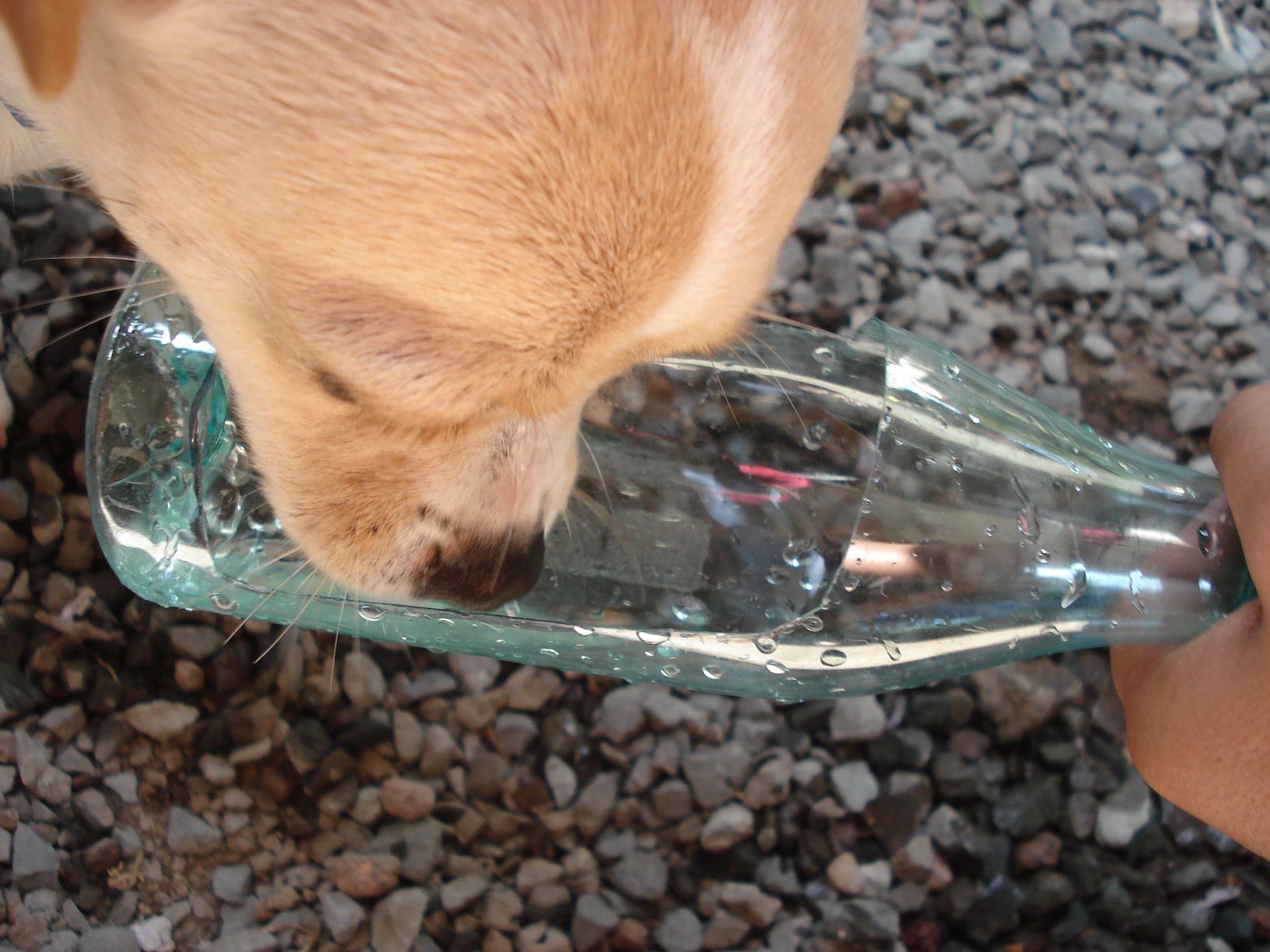 Dog Water Bottle/ water fountain bottle filler helper